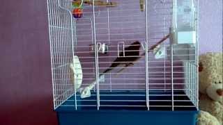 Какарики Итан кричит