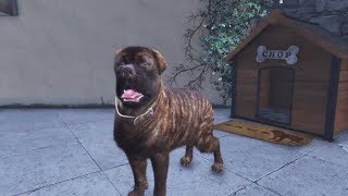 GTA5-84 變身動物！迷幻仙人掌位置7-9 (隨機變成了郊狼、小查、噗噗豬)