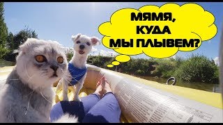С котом вход разрешен! На лодочке Кевин и Билли Бой | путешествие с котом и псом