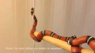 Может ли змея заползти вверх по веревке, эксперимент.