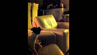 Geico pig sing along with Willie! Weeeeeee..