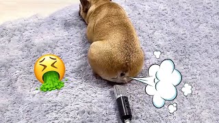 РЕАКЦИЯ СОБАК НА ПЕРДЕЖ СМЕШНЫЕ ЖИВОТНЫЕ