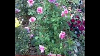 Hoa hồng Princess Alexandra of Kent Rose