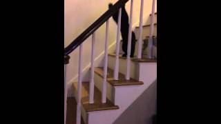 Gonzo the Cat vs stairs