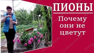 Почему не цветут пионы .  Как правильно сажать пионы