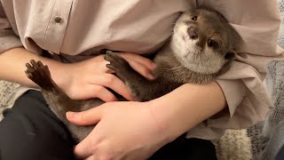 うとうとを繰り返していつにも増して赤ちゃんになったカワウソ Otter more baby than usual