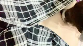 Navel licking