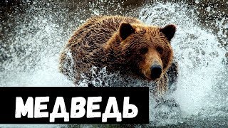 К чему снится МЕДВЕДЬ или видеть МЕДВЕДЯ во сне ★ Толкование Снов ★ СОННИК 3.0™