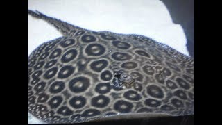 Пересадка большого жемчужного ската. Подсаживаю девочку к мальчику.