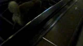 English Russia - Smartest Dogs- Moscow Stray Dogs-1