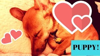 ADOPTING A PUPPY!
