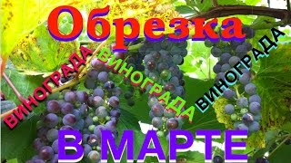ОБРЕЗКА ВИНОГРАДА ВЕСНОЙ. ВЕСЕННЯЯ ОБРЕЗКА ВИНОГРАДА. ТопСад.TopSad.