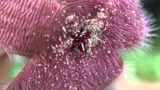 Larvas em flor-estrela (Stapelia hirsuta)