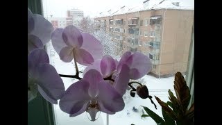 Снег в Шебекино.