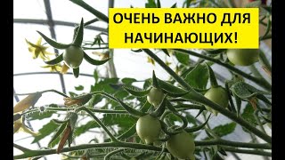КАК ФОРМИРОВАТЬ ТОМАТЫ? 