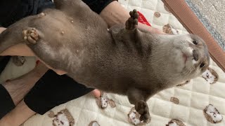 カワウソさくら 大怪獣ぽちゃぽちゃ丸 otter that shakes its stomach