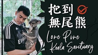 我在澳洲抱到無尾熊 還遇到袋鼠界的館長!! Australia Lone Pine Koala Sanctuary Vlog EP6