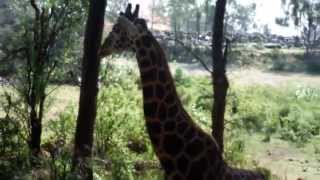 Junge Giraffe im Haller Park (Bamburi) Mombasa Kenia