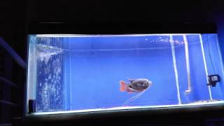 Juvenile red tail giant gourami