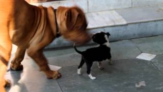 Three month old french mastiff playing with little puppy