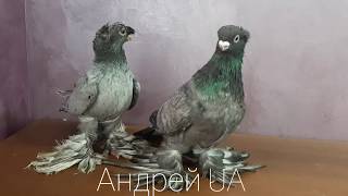 Голуби Узбекские Азиатские челкари