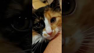 киска малышка.трехцветная редкий зверек кошка Мура девочка.