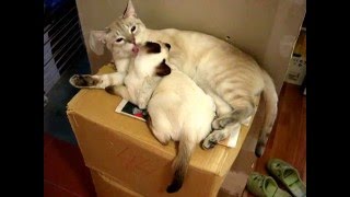 Нежность: тайский кот очень нежен с котёнком! Смотреть всем! Тайские кошки - это чудо! Funny Cats