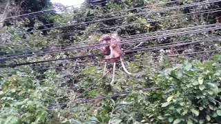 Таиланд Ко Чанг отель Bhumiyama Beach Resort  обезьянки 2