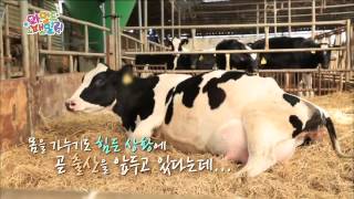 타조와 송아지의 탄생 순간! 아이들 눈은 휘둥그레~, 와일드 패밀리, 20141212