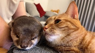 猫のもふもふが気になって顔をつっこむカワウソ Otter with its face stuck in the cat's fluff.