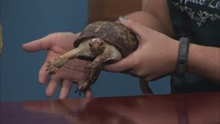Talking with Timmy the Turtle