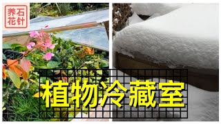 给寒冷地区增加更多的植物选择 - 介绍冷藏室，植物准备过冬 - Cold Frame