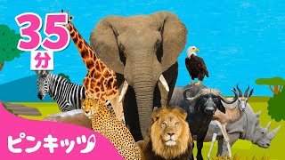 サバンナ どうぶつのなまえ | 動物いっぱい | ライオン、キリン、ぞうさん 他 | どうぶつのうた | ピンキッツ! 童謡と子どもの動画