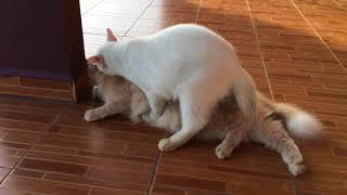 animal mating 動物交配 скрещивание животных ζευγαρώματα ζώων 2