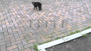 1分間で噂の検証 07 野良猫に近づける方法！？