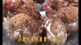 Куры клюют яйца.