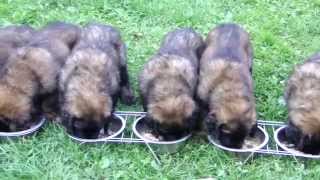 Chiots Leonberg 6 semaines