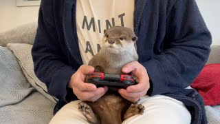 カワウソと一緒にテレビゲームしたらプニプニだった I played video games with an otter.