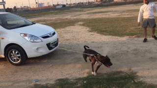 Pitbull terrier power