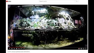 Аквариумы которые произвели на меня впечатления №9(Скейпы,палюдариумы,05 лучший аквариум с цихлами)