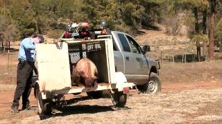 "Living with New Mexico's Wildlife" Part II