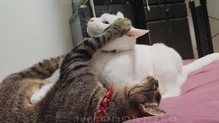 猫いちゃらぶ、急に真顔に戻る