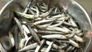 «Край аграрный». Хамса и животноводство