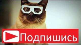 Skifcha Cat Dubstep Hipster Cat Дабстеп кот, скифча кот
