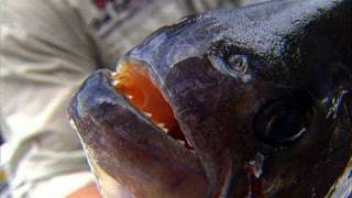 Amazon Adventure Fishing in the Rainforest for Piranha & Peacock Bass