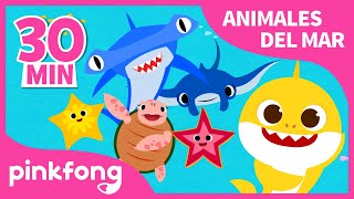 Tiburón Bebé y Animales del Mar???? | +Recopilación | Pinkfong Canciones Infantiles