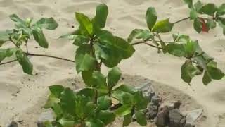 Ilha de luanda 26maio19