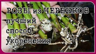 Укоренение черенков роз. САМЫЙ ЛУЧШИЙ СПОСОБ!