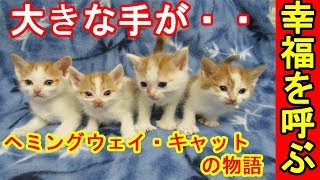 大きな手が幸せを呼ぶ？ 多指症の猫、 通称ヘミングウェイ・キャット親子の 保護ストーリー【感動動物チャンネル】