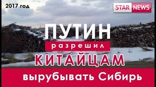 ПУТИН разрешил КИТАЙЦАМ вырубывать СИБИРЬ! Россия 2017